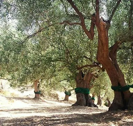 La Formica Farm stay Ascea